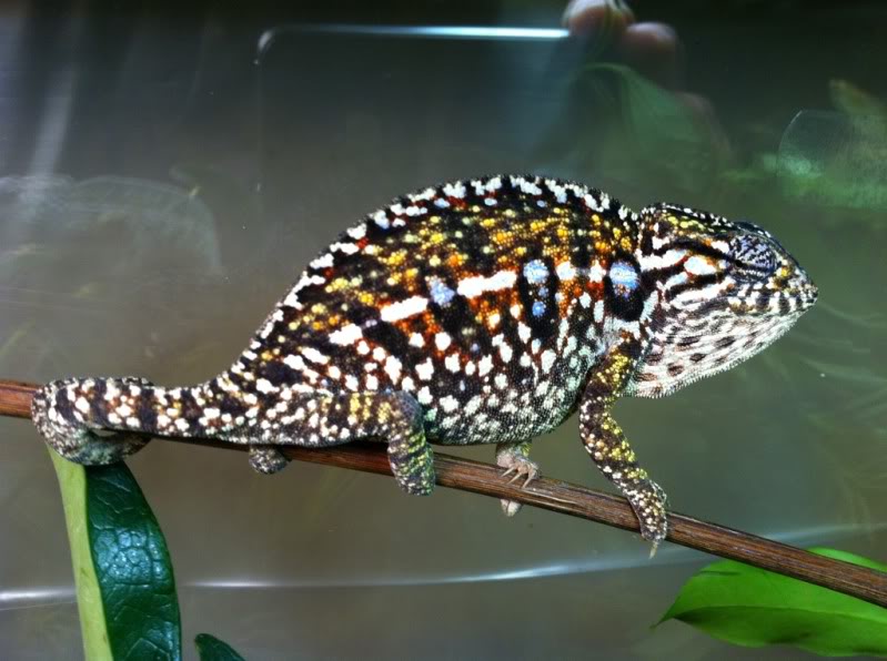 Gravid - Chameleon Breeder Podcast