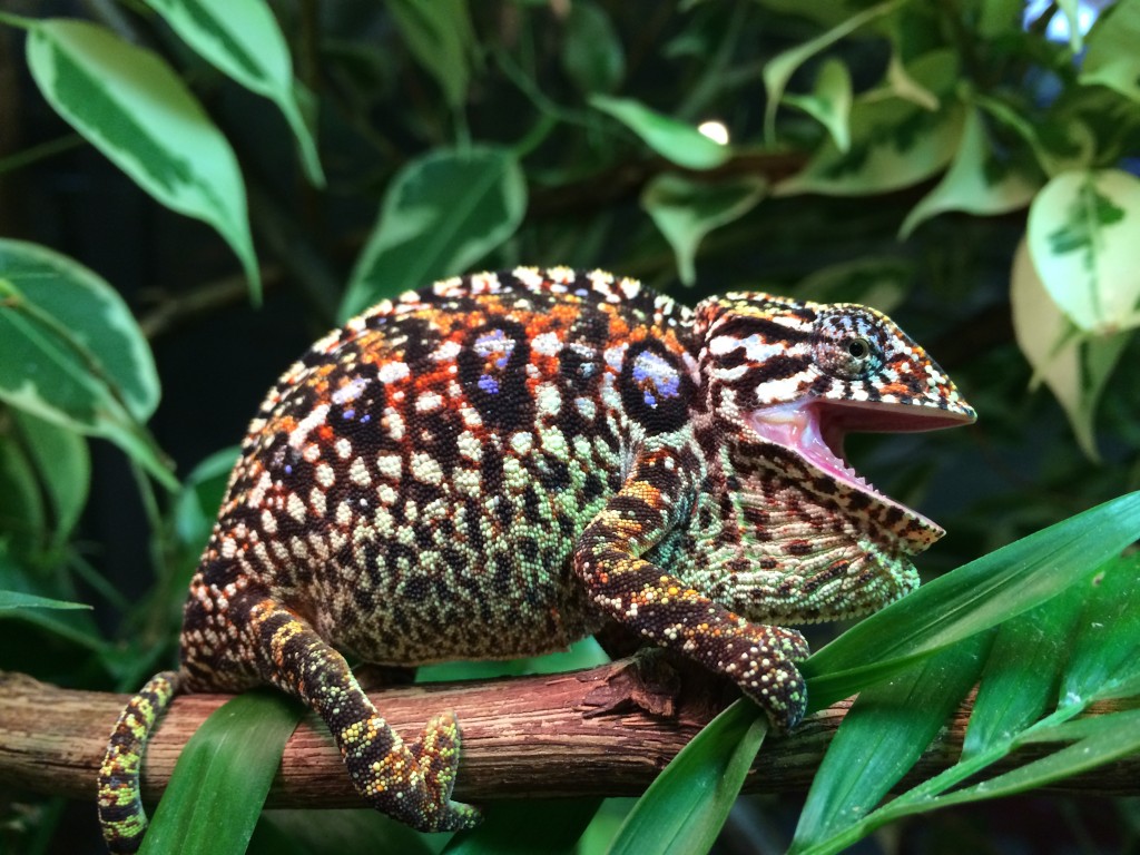 Ep 14: Carpet Chameleons with Kevin Stanford - Chameleon Breeder Podcast