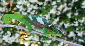 quadricornis chameleon