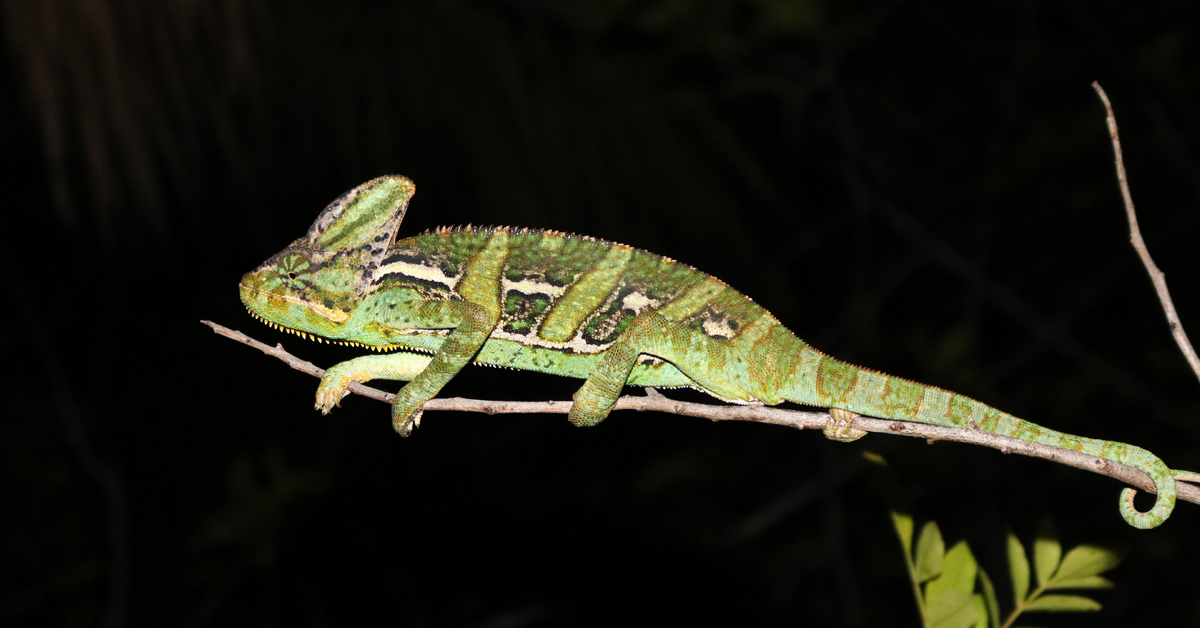 Ep 88: Veiled Chameleons in Florida - Chameleon Breeder Podcast