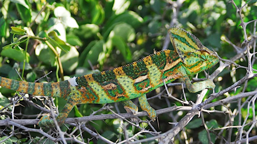 Ep 90: Veiled Chameleon Husbandry - Natural Environment & Cage