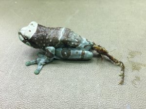 prolapse frog