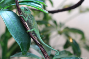 Baby Trioceros montium Mountain Chameleon