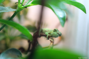 Baby Trioceros montium Mountain Chameleon