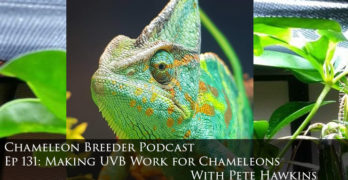 Making UVB work for chameleons